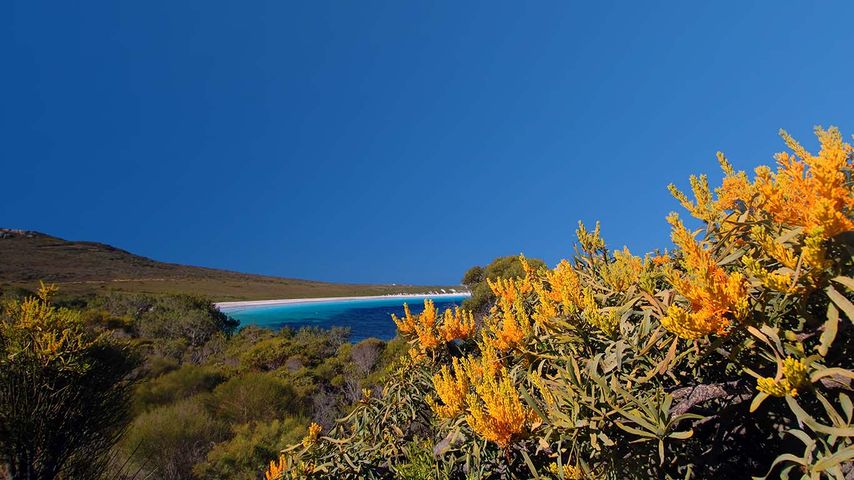 Nuytsia floribunda at Cape Le Grand National Park, Western Australia 
