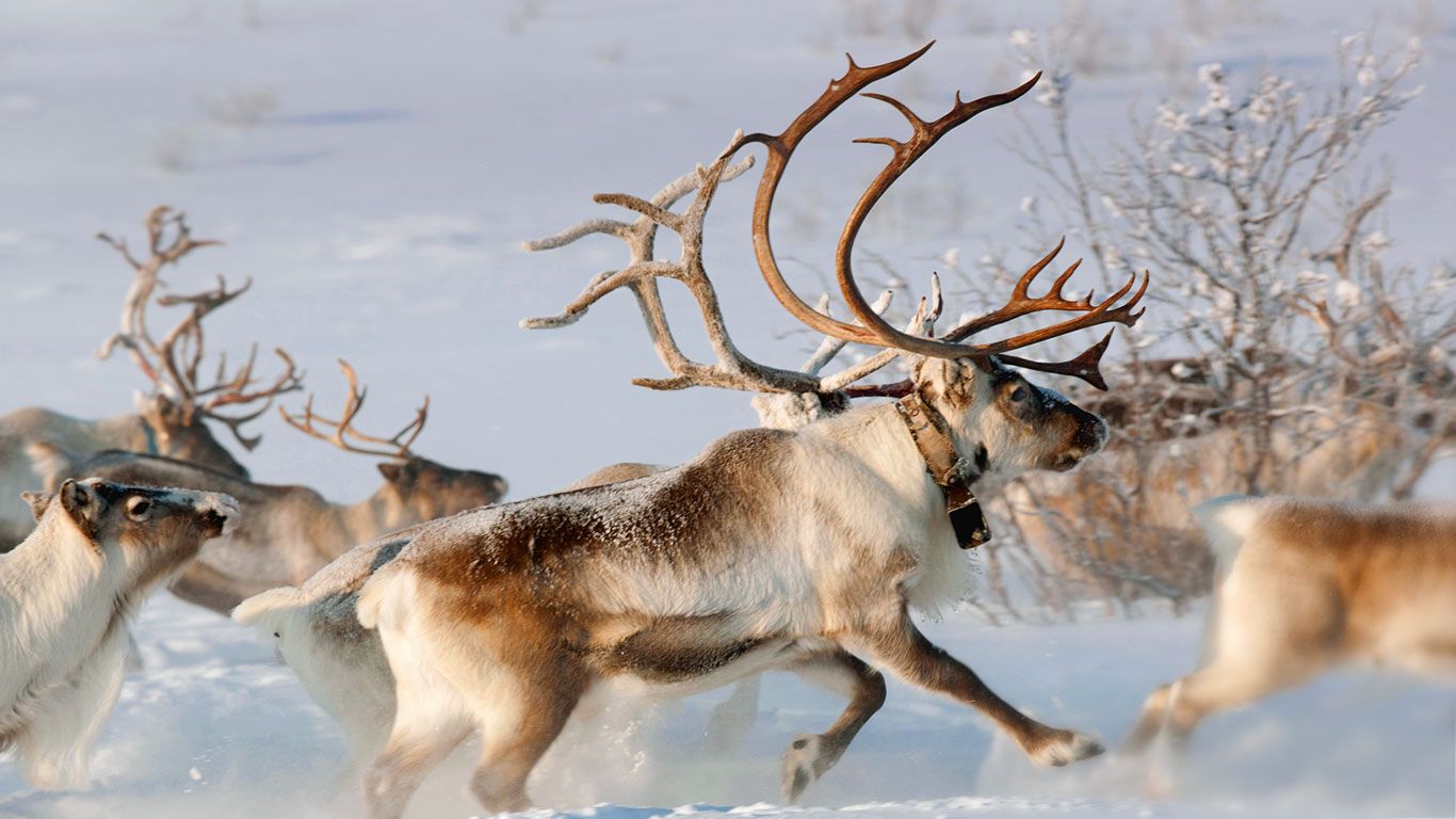 Reindeer in the countryside near karasjok finnmark norway peapix