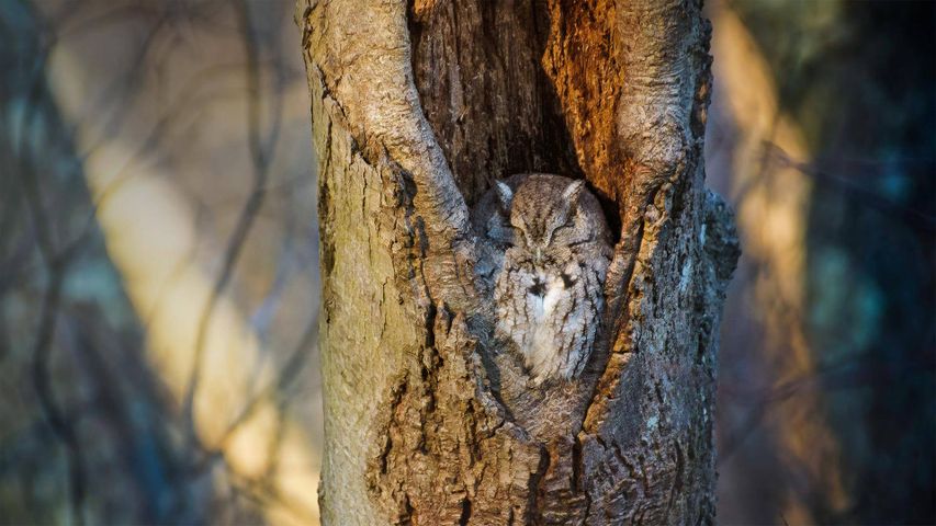 Screech owl resting in a tree cavity, Massapequa Preserve, New York, USA