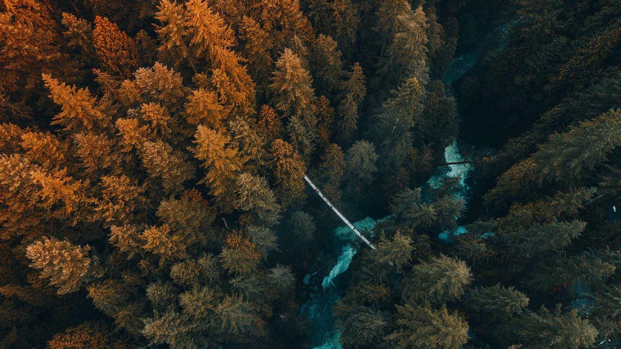 Aerial view of trees growing in a forest, Vancouver