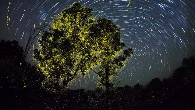 Fireflies synchronize just after first shower of monsoon