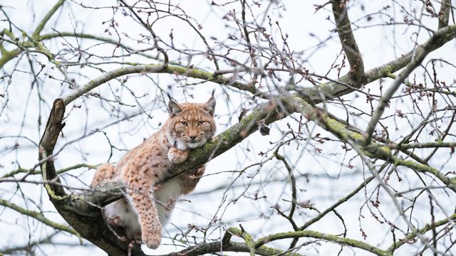Lynx de Boréal perché dans un arbre, France
