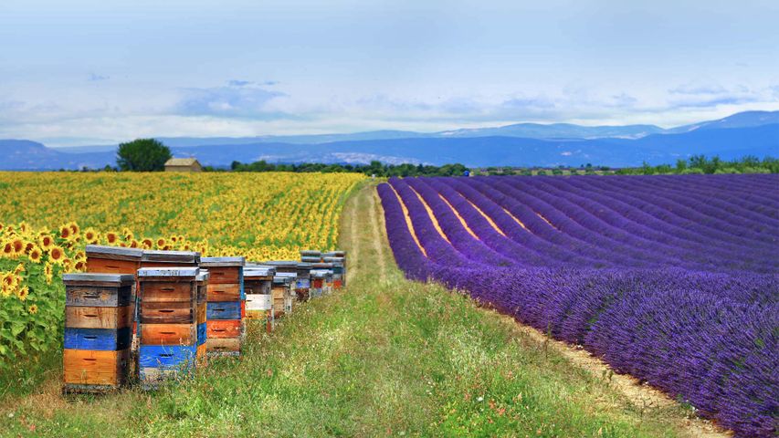 Fields of lavender and sunflowers with beehives in Provence, France