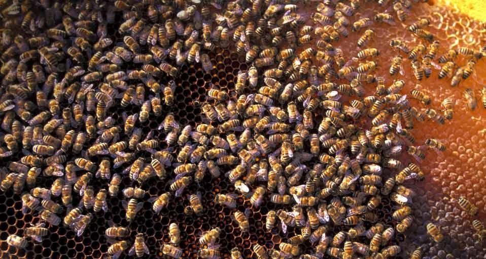 Honey bees in San Felice Circeo, Italy