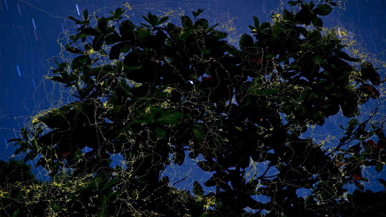 Fireflies surround a sea almond tree in Camarines Sur, Luzon, Philippines