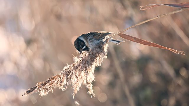Reed bunting, Newport Wetlands, Wales