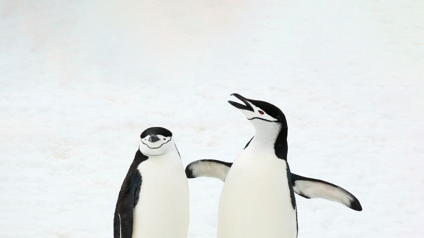Pinguini con mascherina, Isole Sandwich del Sud, Oceano Atlantico Meridionale