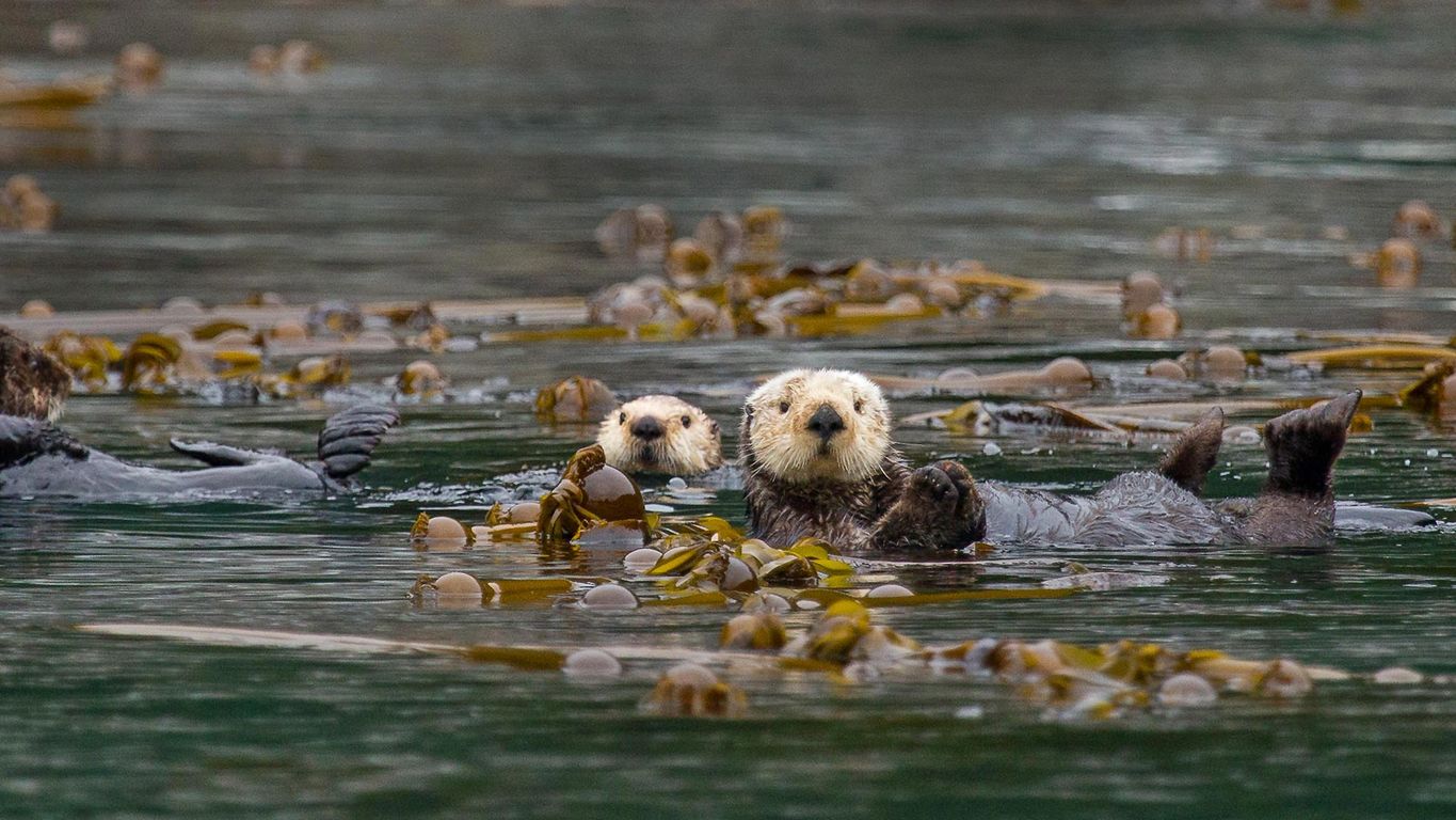 Sea otters in Alaska’s Inside Passage | Peapix