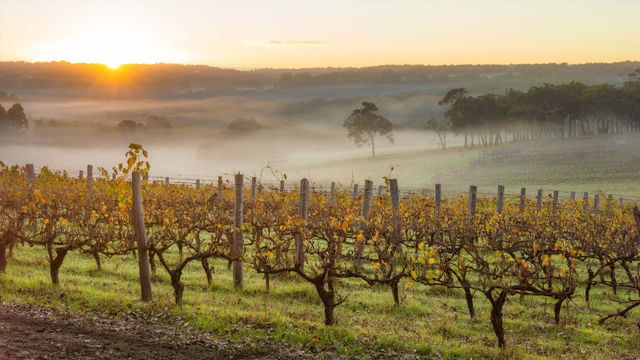 Dawn in the vineyards near Margaret River, Australia