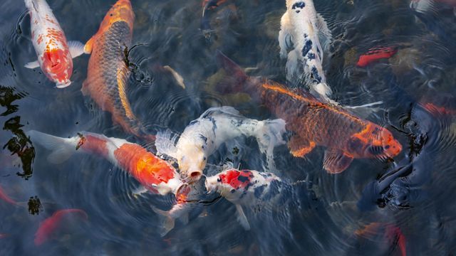 Koi fish, Lan Su Chinese Garden, Portland, Oregon