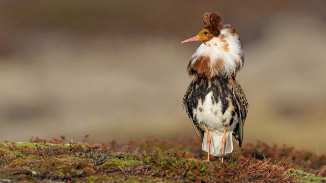 Ruff (Philomachus pugnax) male for London Fashion Week