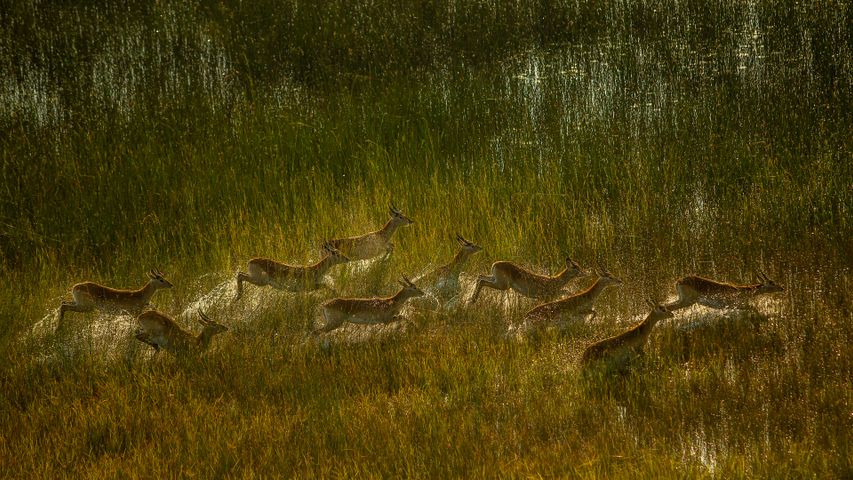 Lechwe herd crossing marshy plain of Okavango Delta, Botswana