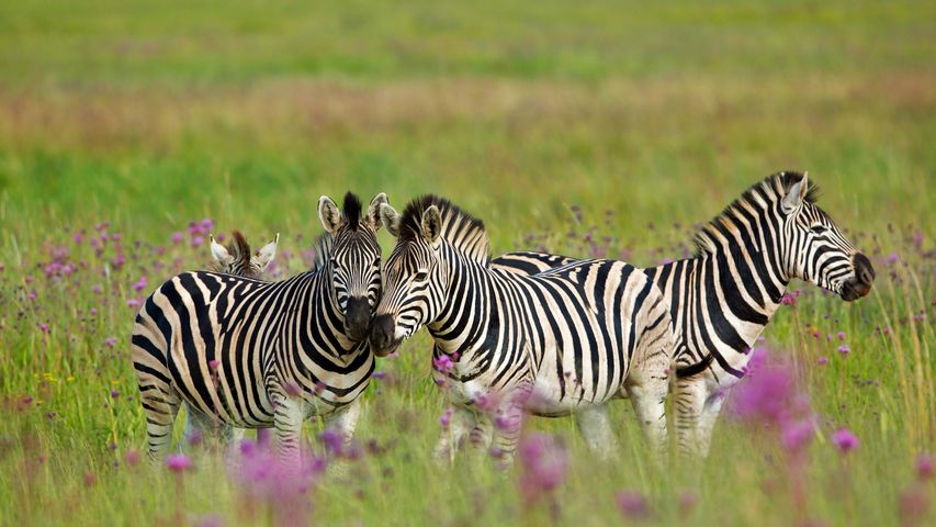 Zebras de Burchell Rietvlei Nature Reserve, na África do Sul