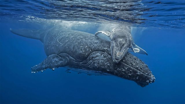 ぬいぐるみ 82個 国立公園 世界自然遺産 アラスカ ガラパゴス コスタリカなど 世界遺産 ガラパゴス諸島|ホットホリデー