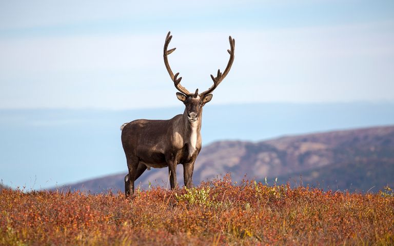 Antlers and Horns Theme for Windows 10