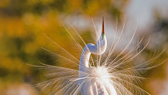 大沼泽国家公园里的一只大白鹭,美国佛罗里达州