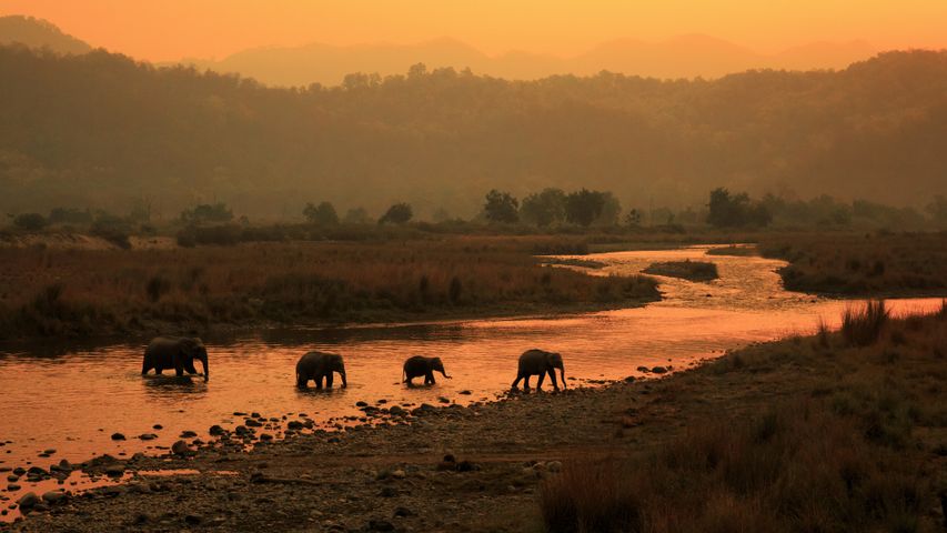 Elephants crossing river in Jim Corbett National Park, India