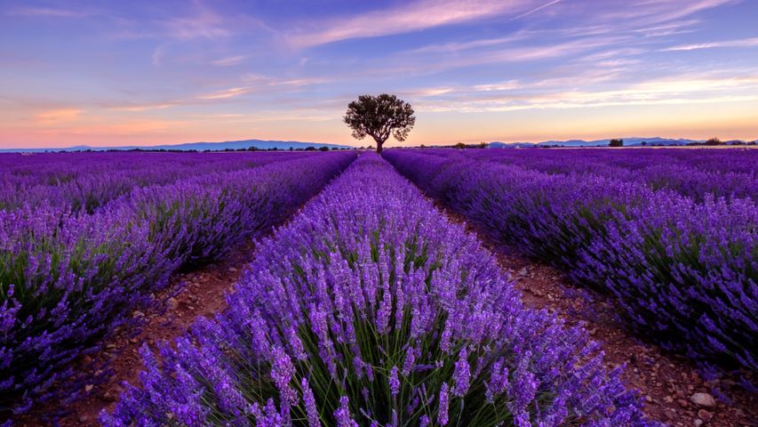 Lavender love