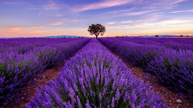 Lavender love