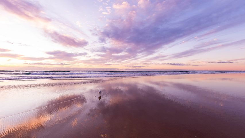 Bird meets beach