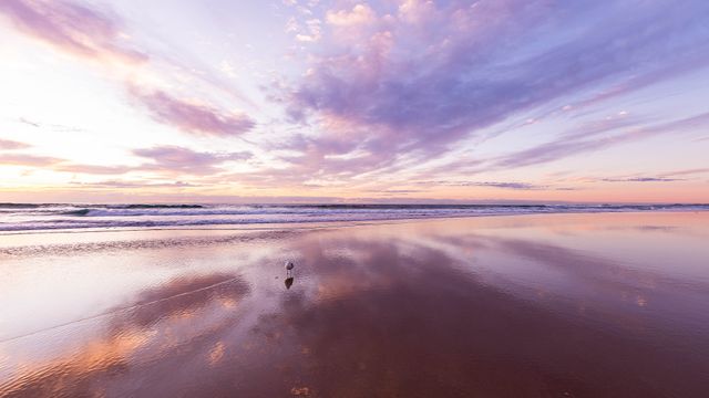 Bird meets beach