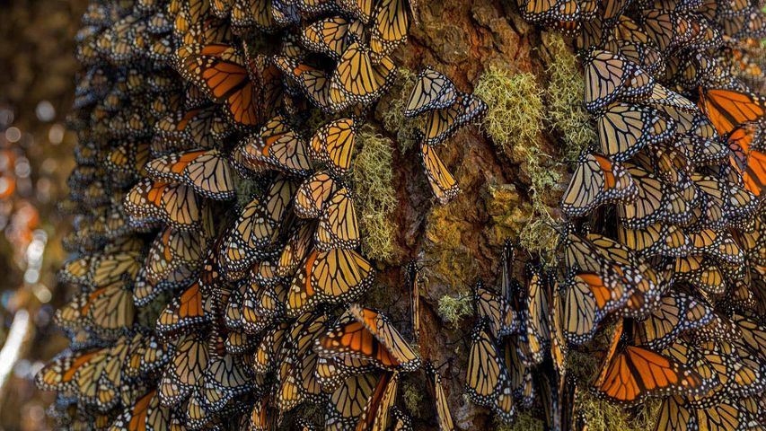 在米却肯州越冬的帝王蝶，墨西哥