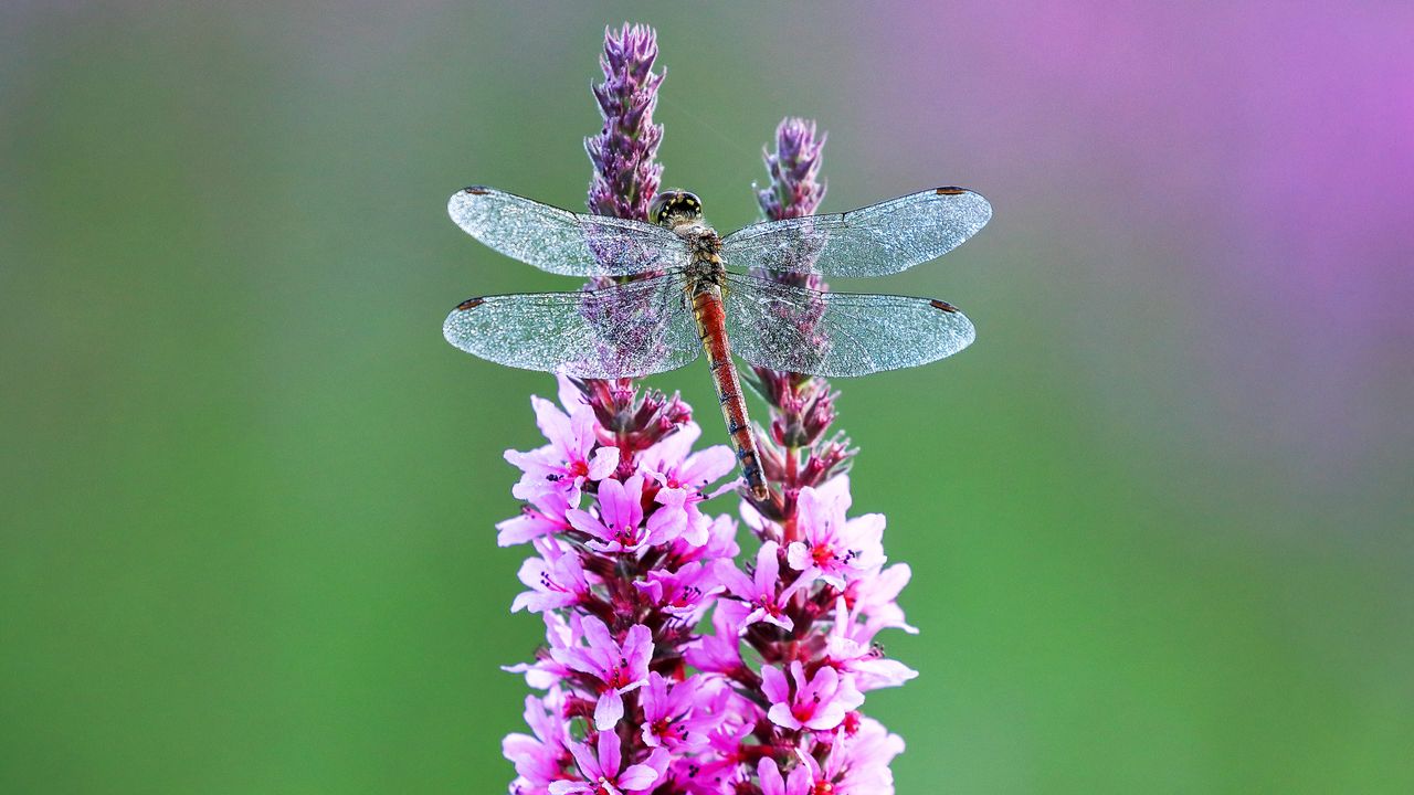 Red-bodied dew-covered dragonfly on purple flowers