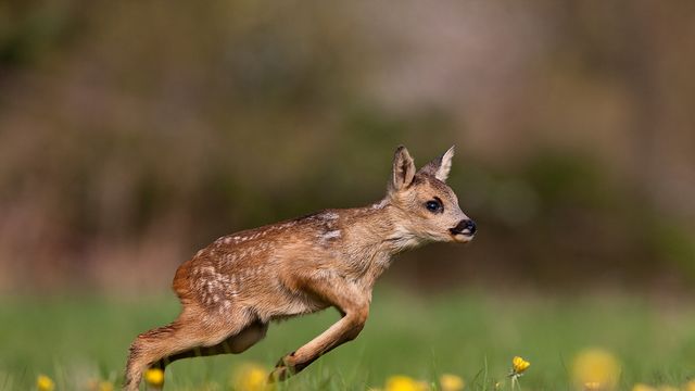 Roe deer fawn running on grass in Normandy, France