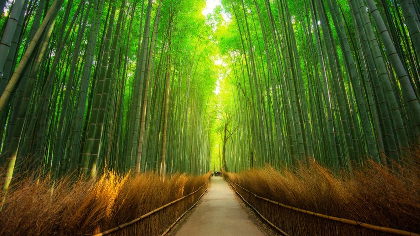 A bamboo forest stroll