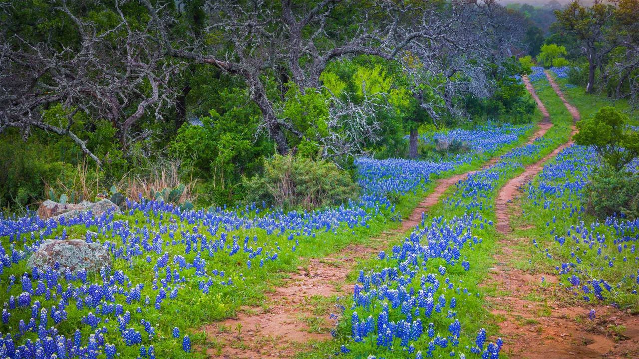 Altramuces en flor en un camino de Willow City, Texas