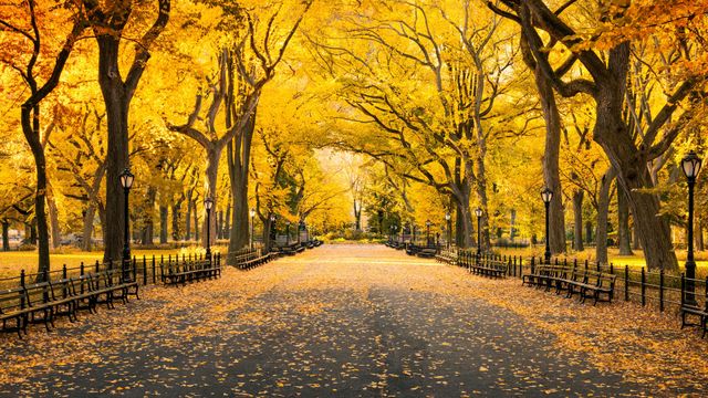 Autumn in Central Park, Manhattan, New York, USA