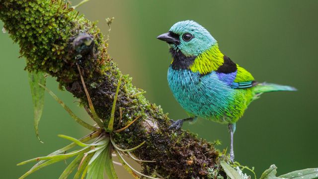 A teal-tinted tweeter