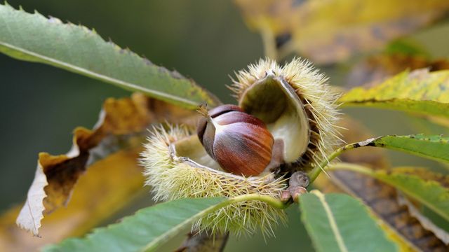 Reife Früchte einer Edelkastanie, Nordrhein-Westfalen