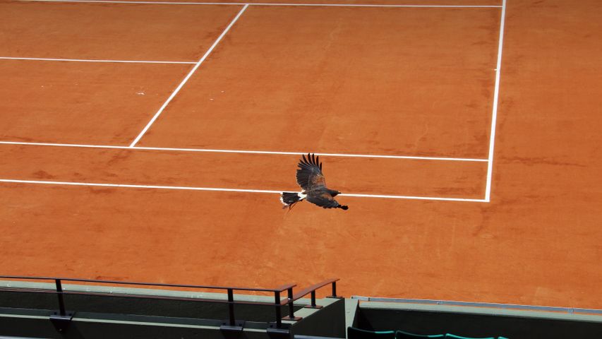 Faucon de Harris sur le court Suzanne-Lenglen, stade Roland-Garros, Paris