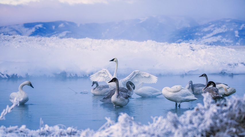 Cisnes trompeteros en Kelly Warm Springs, Wyoming
