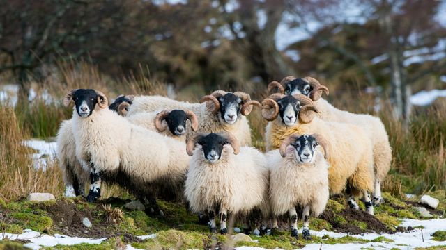 Scottish Blackface sheep, Aberdeenshire, Scotland