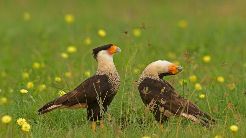 Crested caracara birds courting in Texas