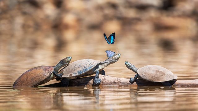 Schildkröten mit Schmetterlingen