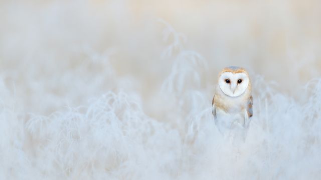 Barn owl, England
