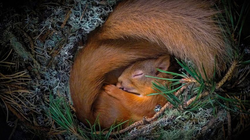 Eichhörnchen in einem Nest aus Flechten und Tannennadeln, Highlands, Schottland, Vereinigtes Königreich