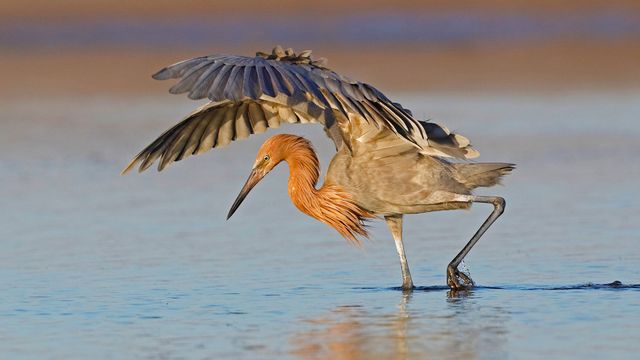 A reddish egret hunts in Fort De Soto Park, Florida
