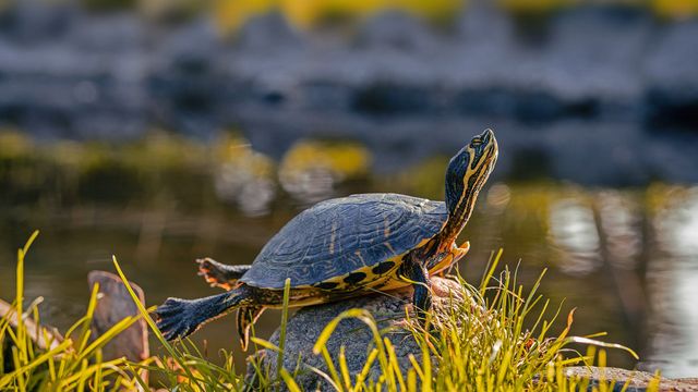 A male yellow-bellied slider