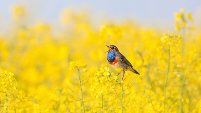 Blaukehlchen in einem Rapsfeld