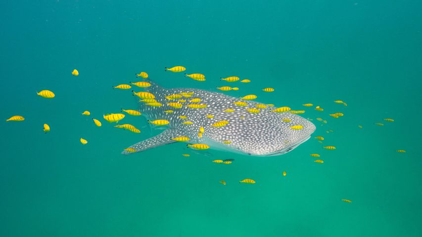National Geographic Underwater PREMIUM 4K Theme for Windows 10