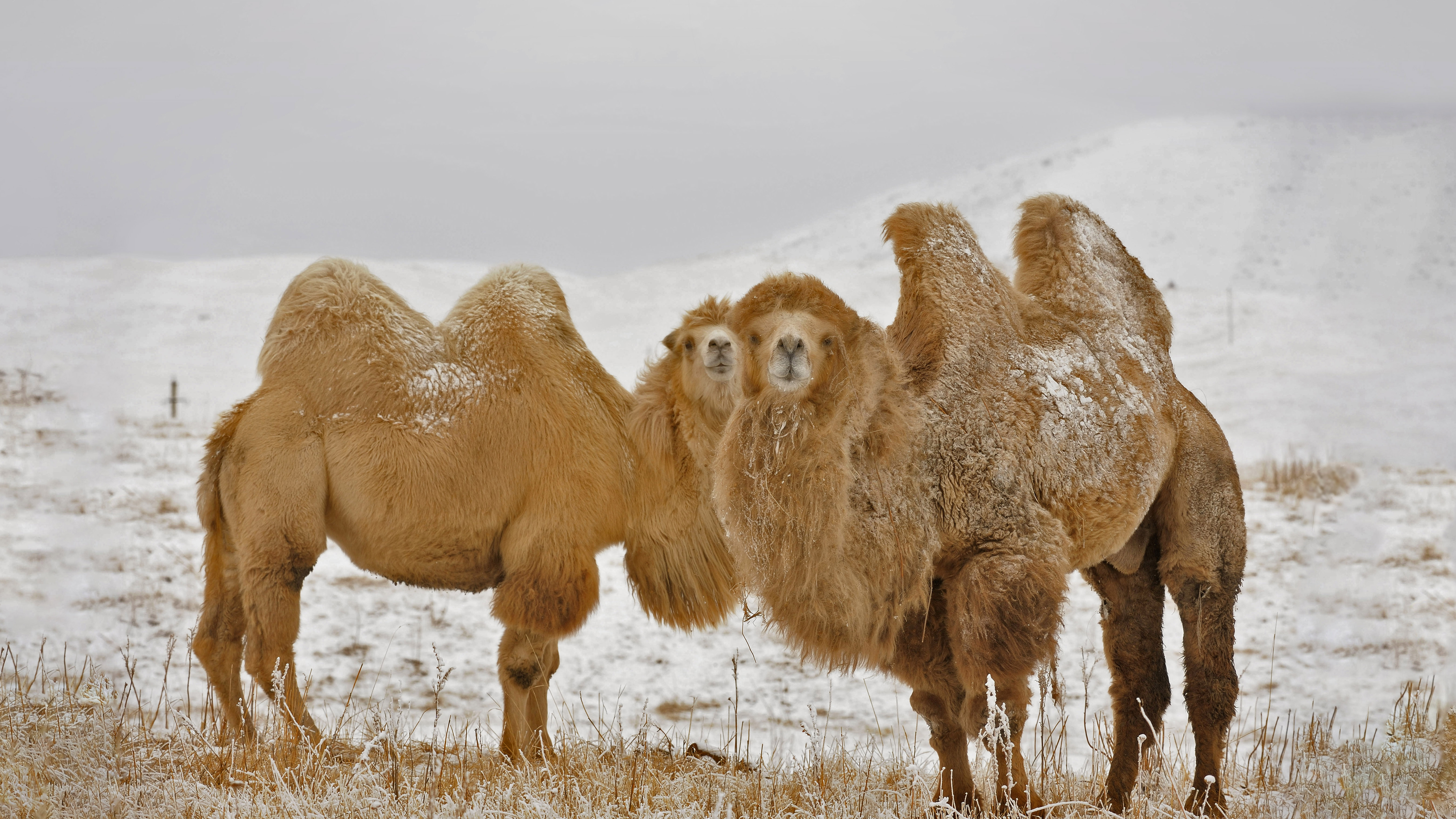 Two-Hump Camel Animal Lapel Pin Bactrian Camel 
