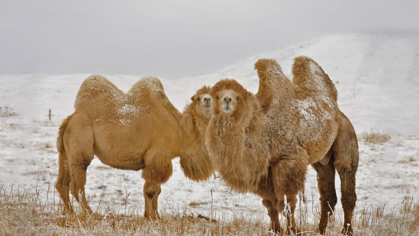 Two Bactrian camels in Kazakhstan for Twosday