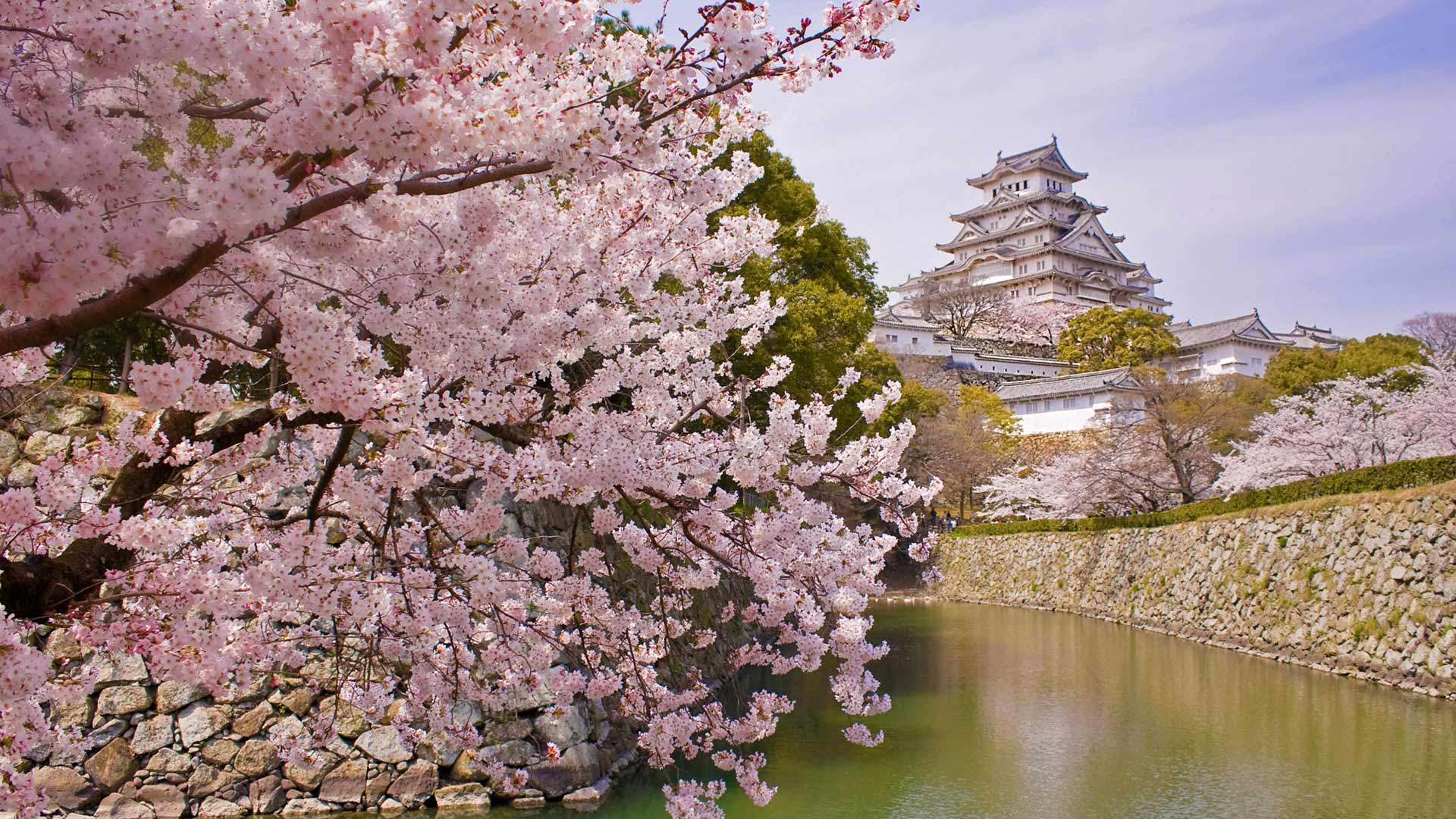 姫路城と桜 兵庫 姫路 Bing Photo
