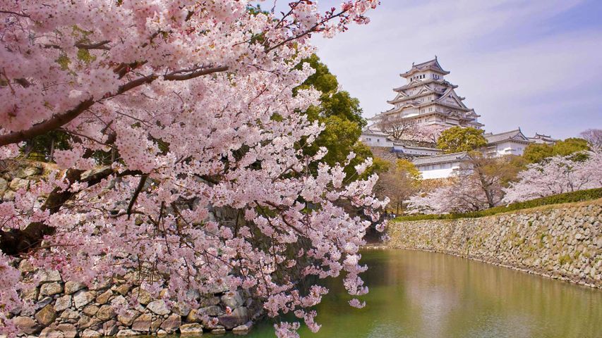 盛开的樱花和姬路城，日本姬路