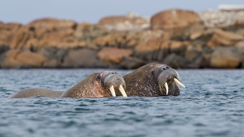 斯瓦尔巴群岛海上的一对海象，挪威