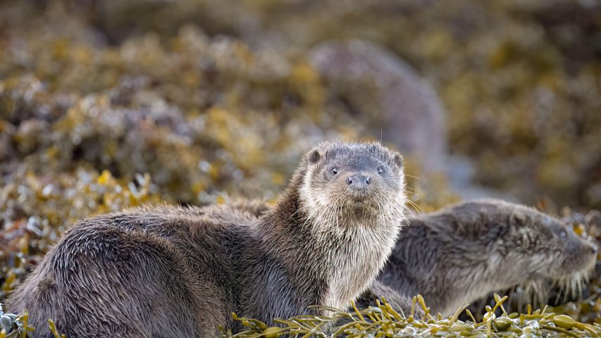 Eurasian otters, Loch Spelve, Isle of Mull, Scotland